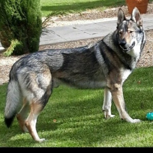Dog Photo