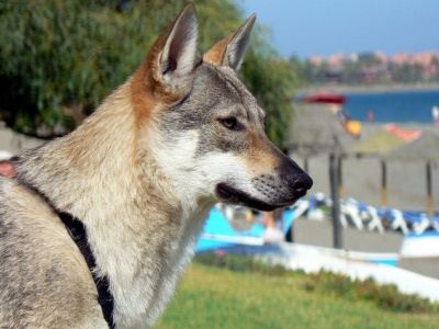 Dog Photo