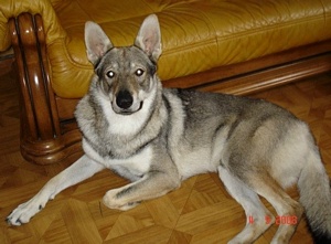 Dog Photo