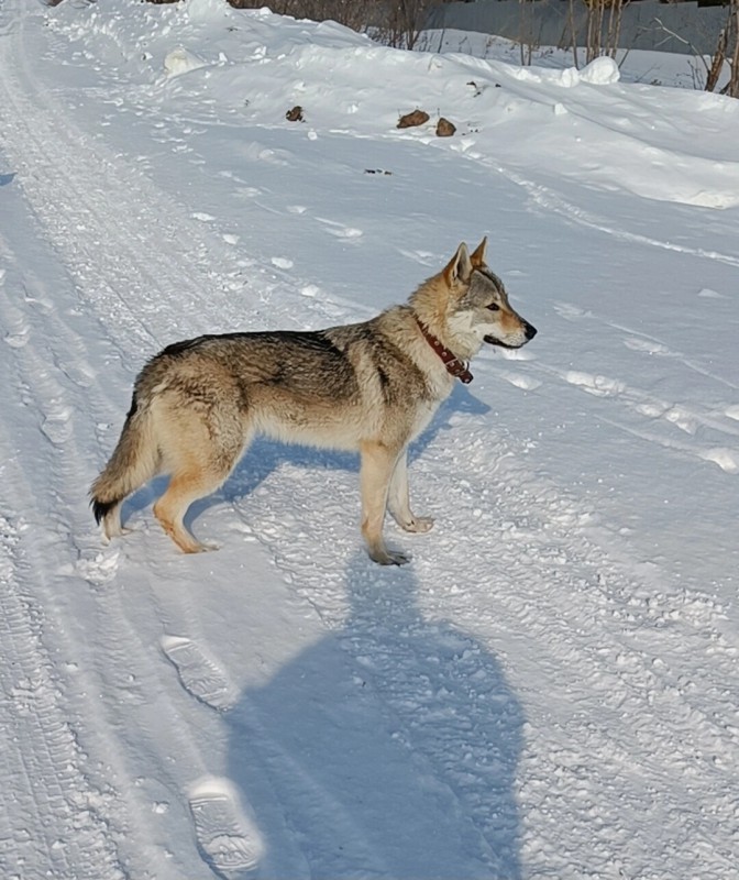 Dog Photo