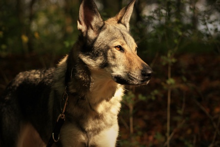 Dog Photo