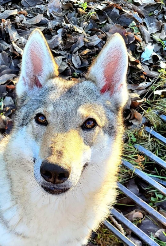 Dog Photo