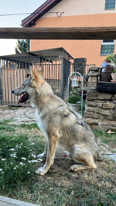 Dog Photo