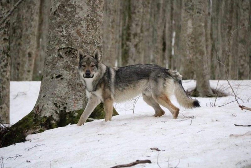 Dog Photo