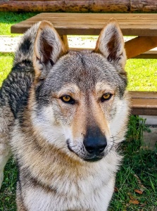 Dog Photo