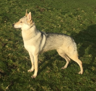 Dog Photo