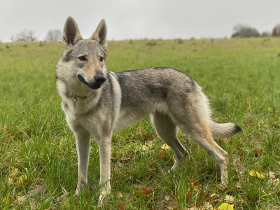 Dog Photo