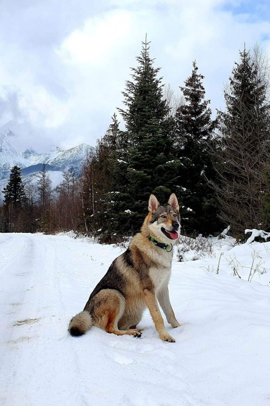 Dog Photo