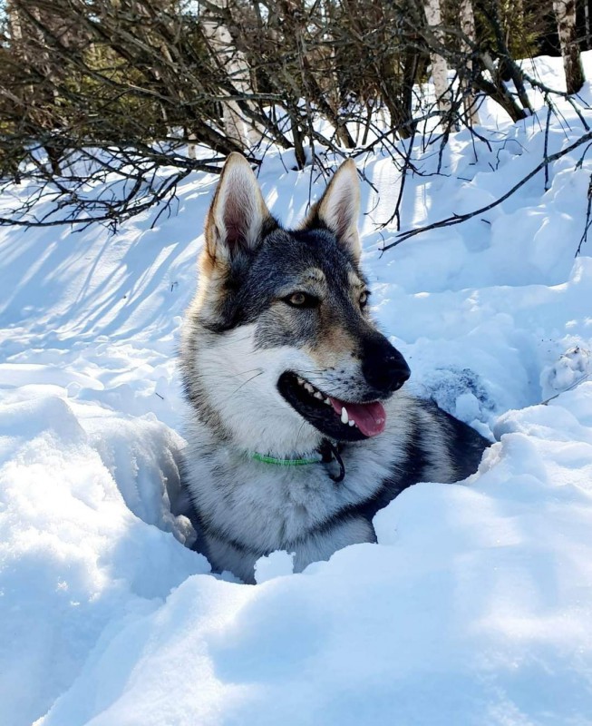 Dog Photo