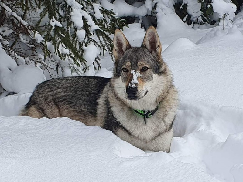 Dog Photo