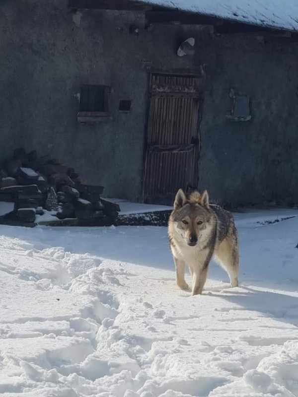 Dog Photo