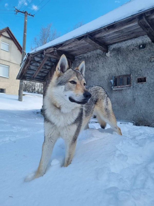 Dog Photo