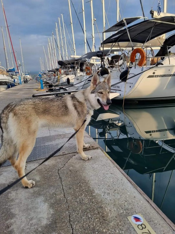 Dog Photo