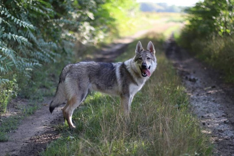 Dog Photo