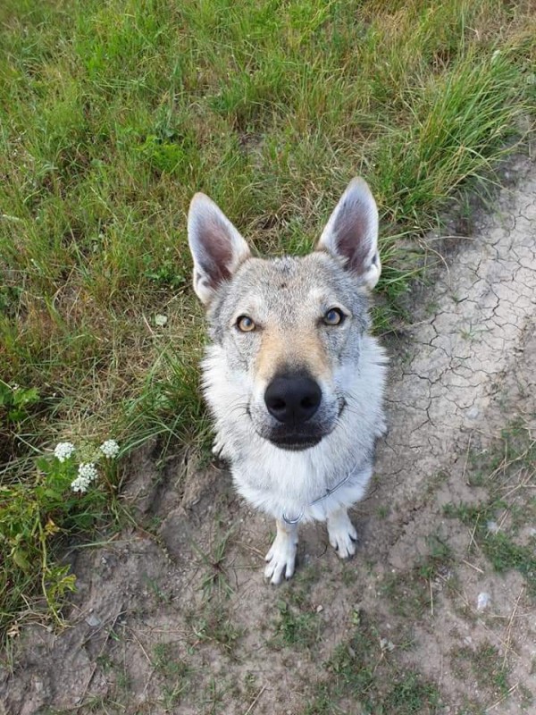 Dog Photo