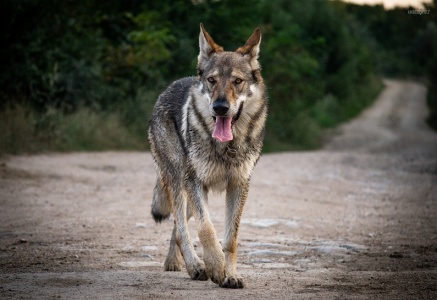 Dog Photo
