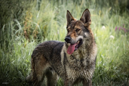 Dog Photo