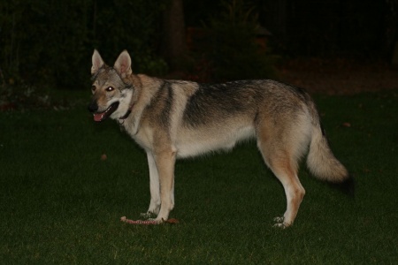 Dog Photo