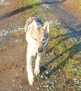 Dog Photo