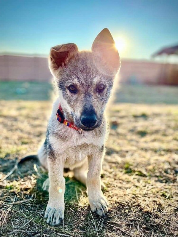 Dog Photo