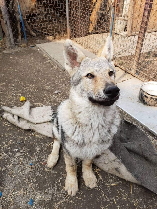 Dog Photo