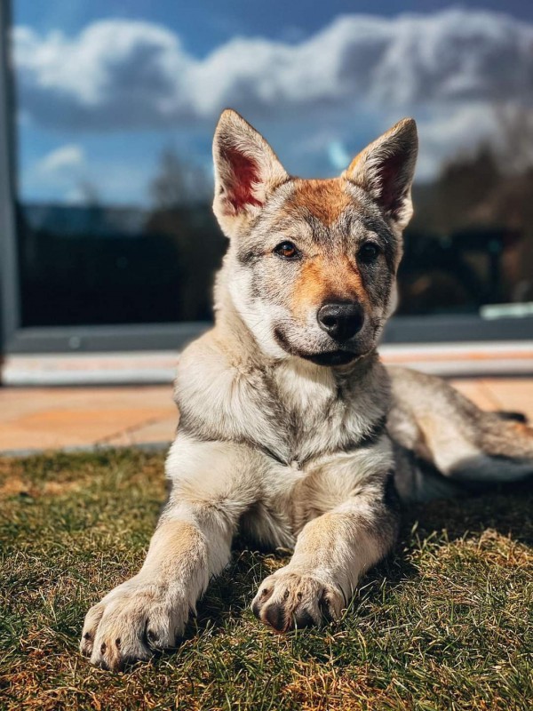 Dog Photo