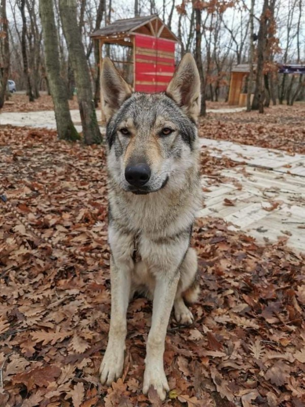Dog Photo