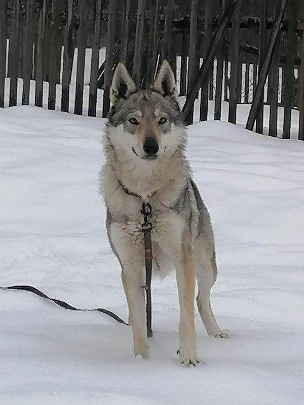 Dog Photo