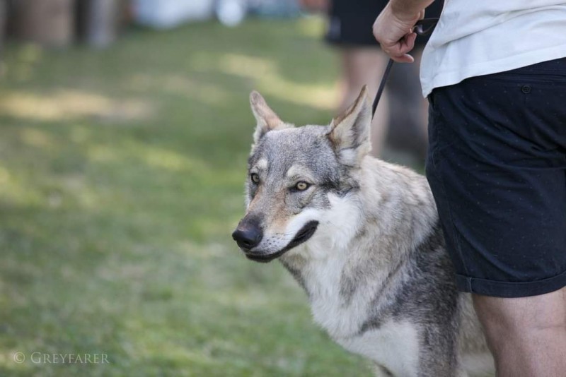 Dog Photo