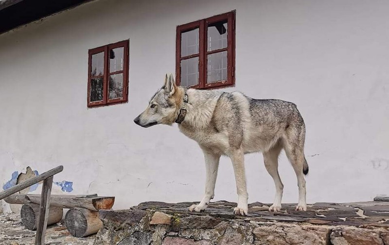 Dog Photo