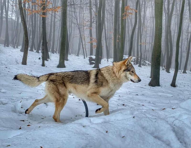 Dog Photo