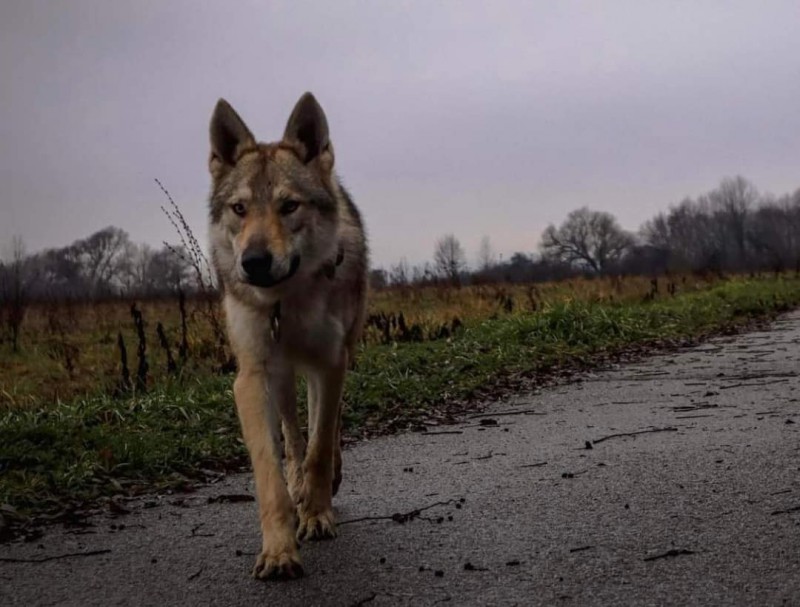 Dog Photo
