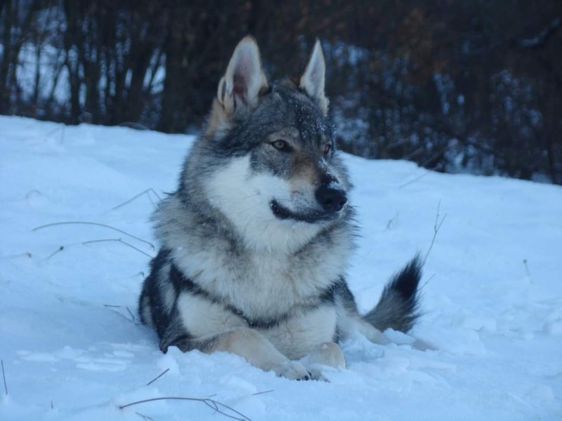 Dog Photo