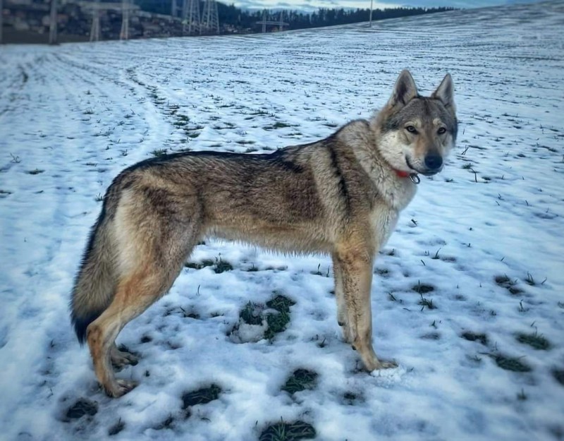 Dog Photo