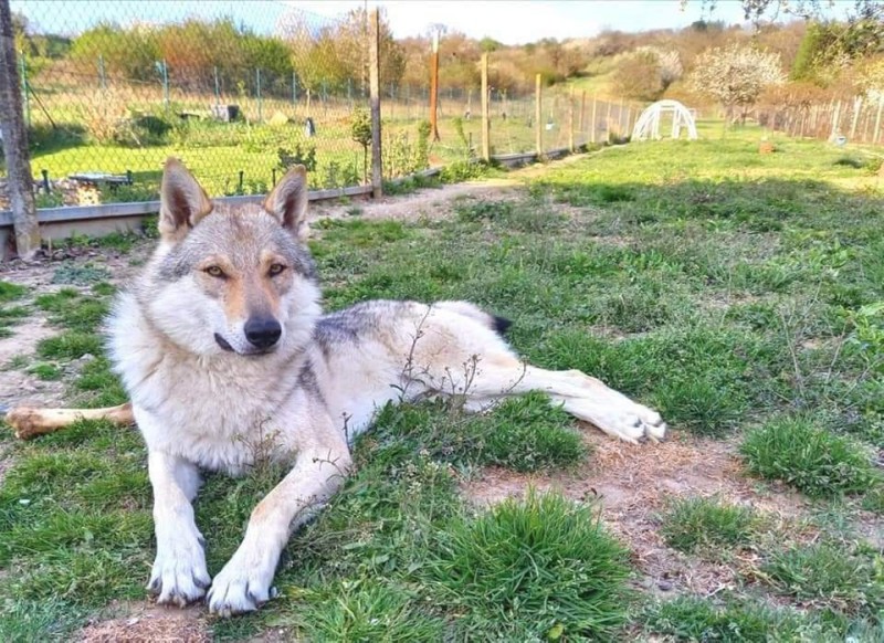 Dog Photo