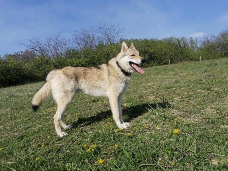 Dog Photo