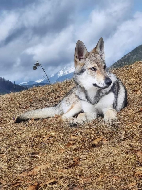 Dog Photo