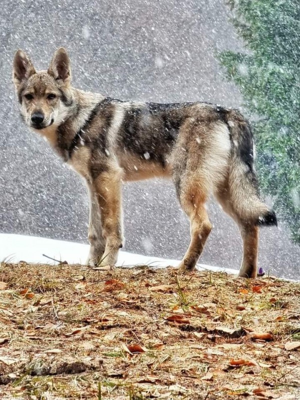 Dog Photo