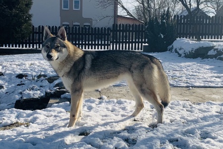 Dog Photo