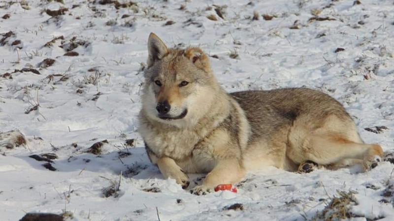 Dog Photo