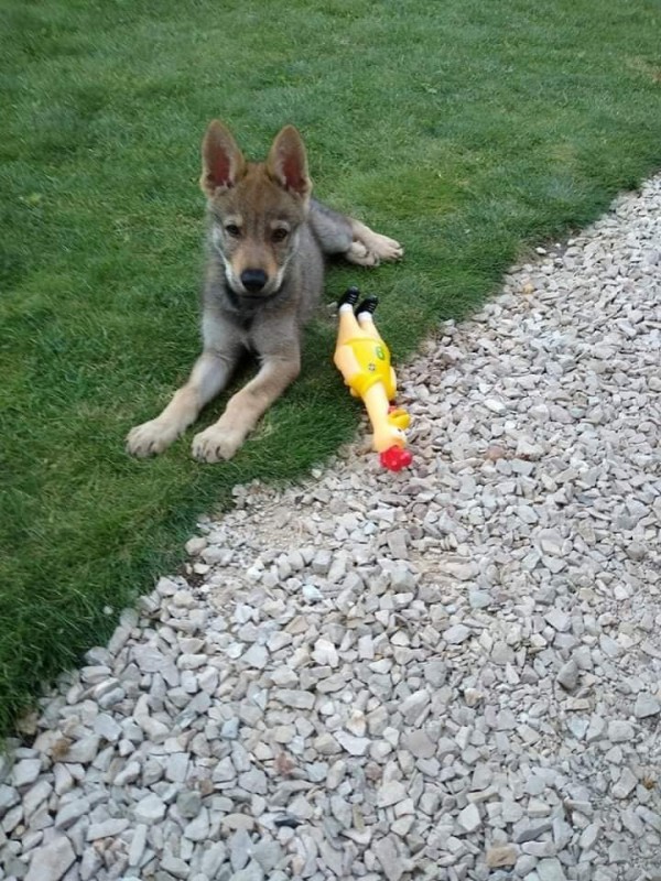 Dog Photo