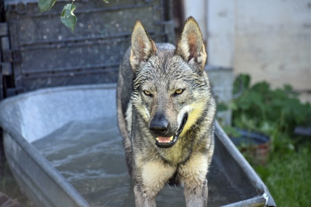 Dog Photo