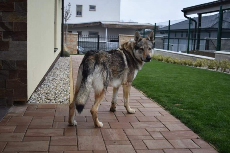 Dog Photo