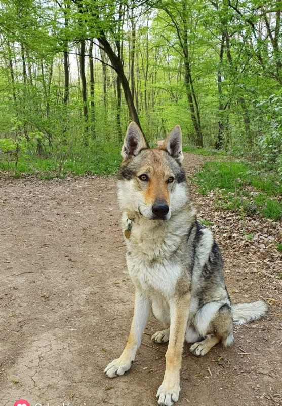 Dog Photo