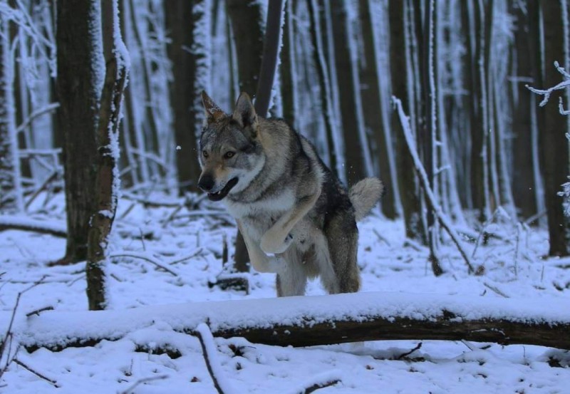 Dog Photo