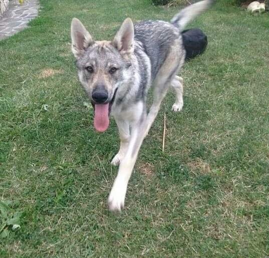 Dog Photo