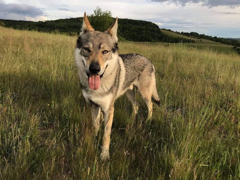 Dog Photo