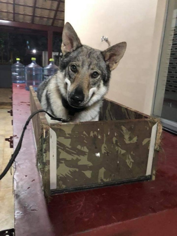 Dog Photo