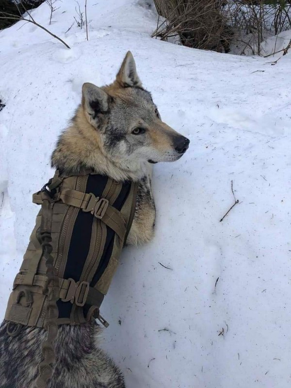 Dog Photo
