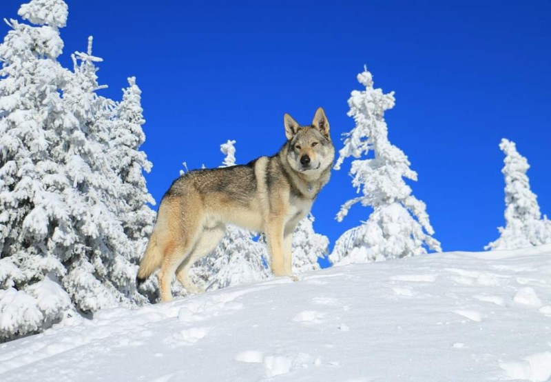 Dog Photo